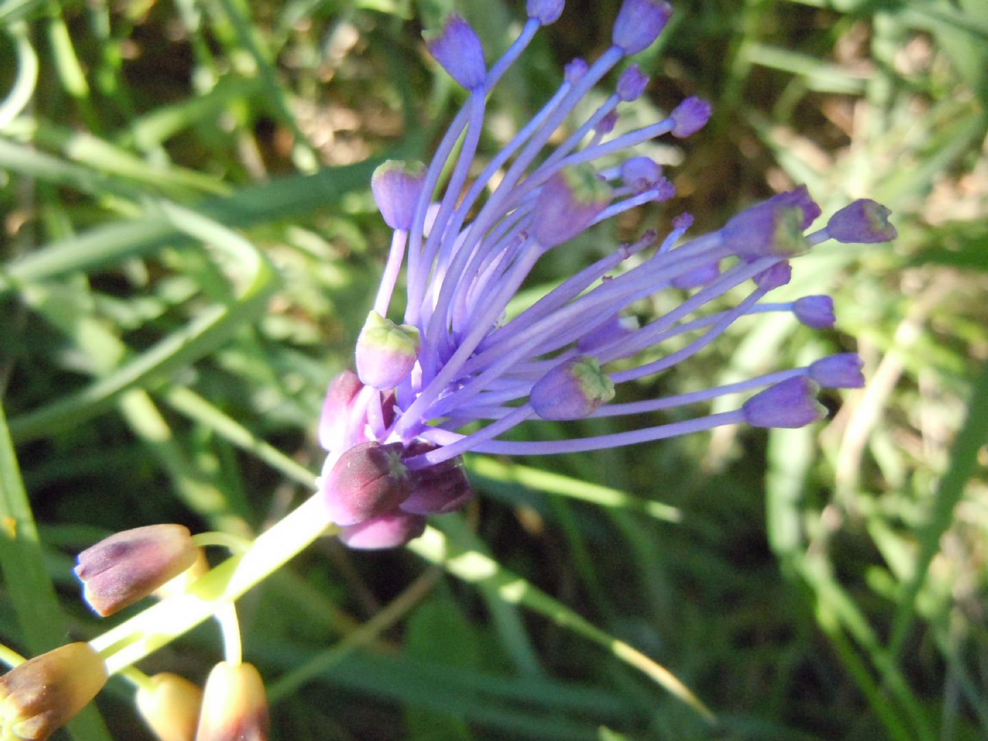 dalla costiera sorrentina - Muscari comosum